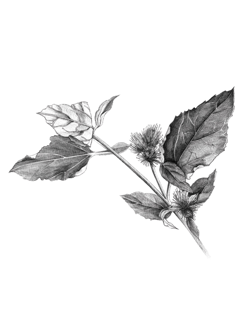 burdock plant drawing