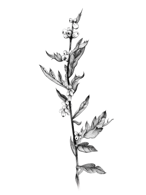 Mugwort Plant Drawing bmpbonkers